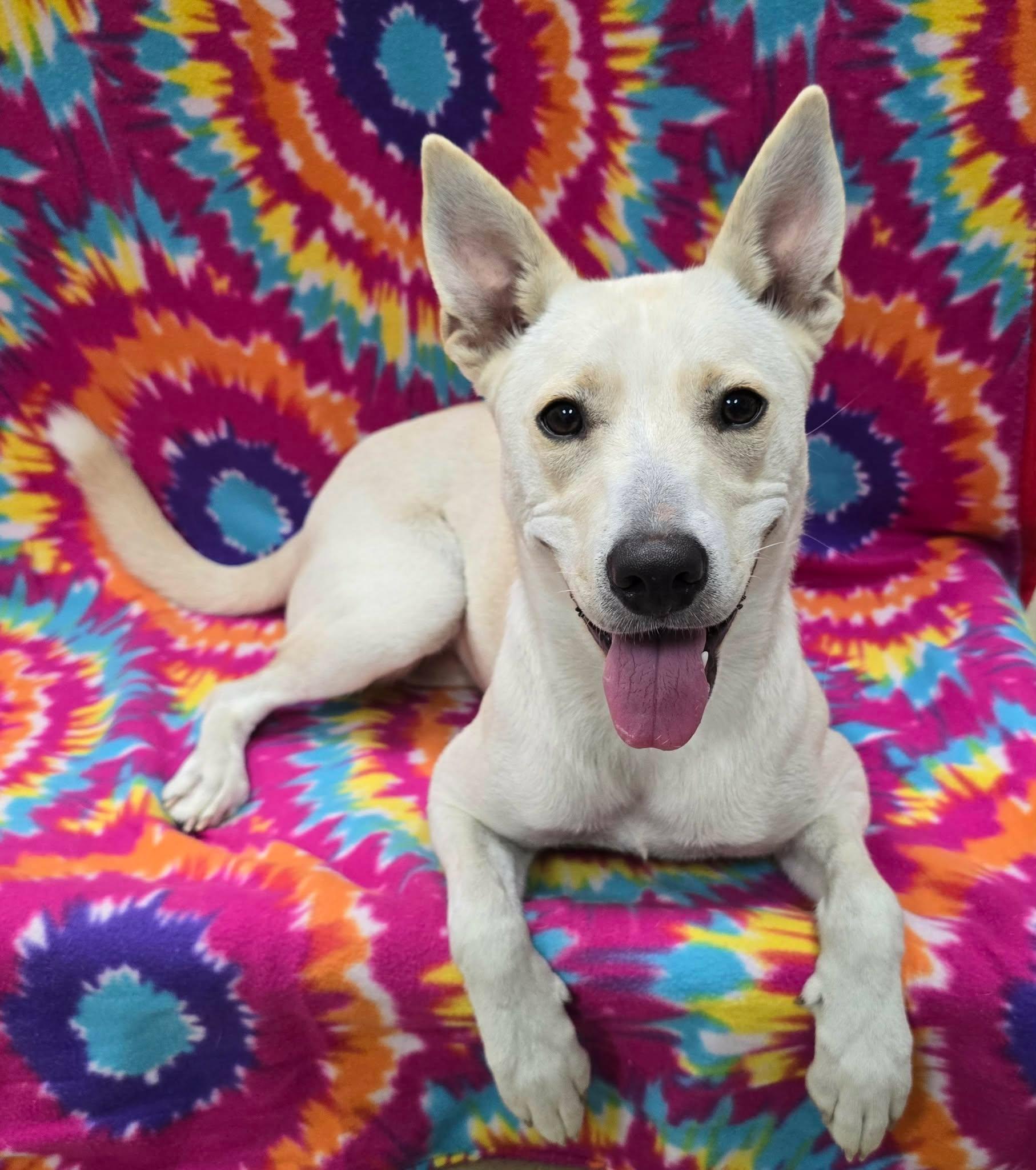 Stormi, Adoptable, Young Female Mixed Breed.