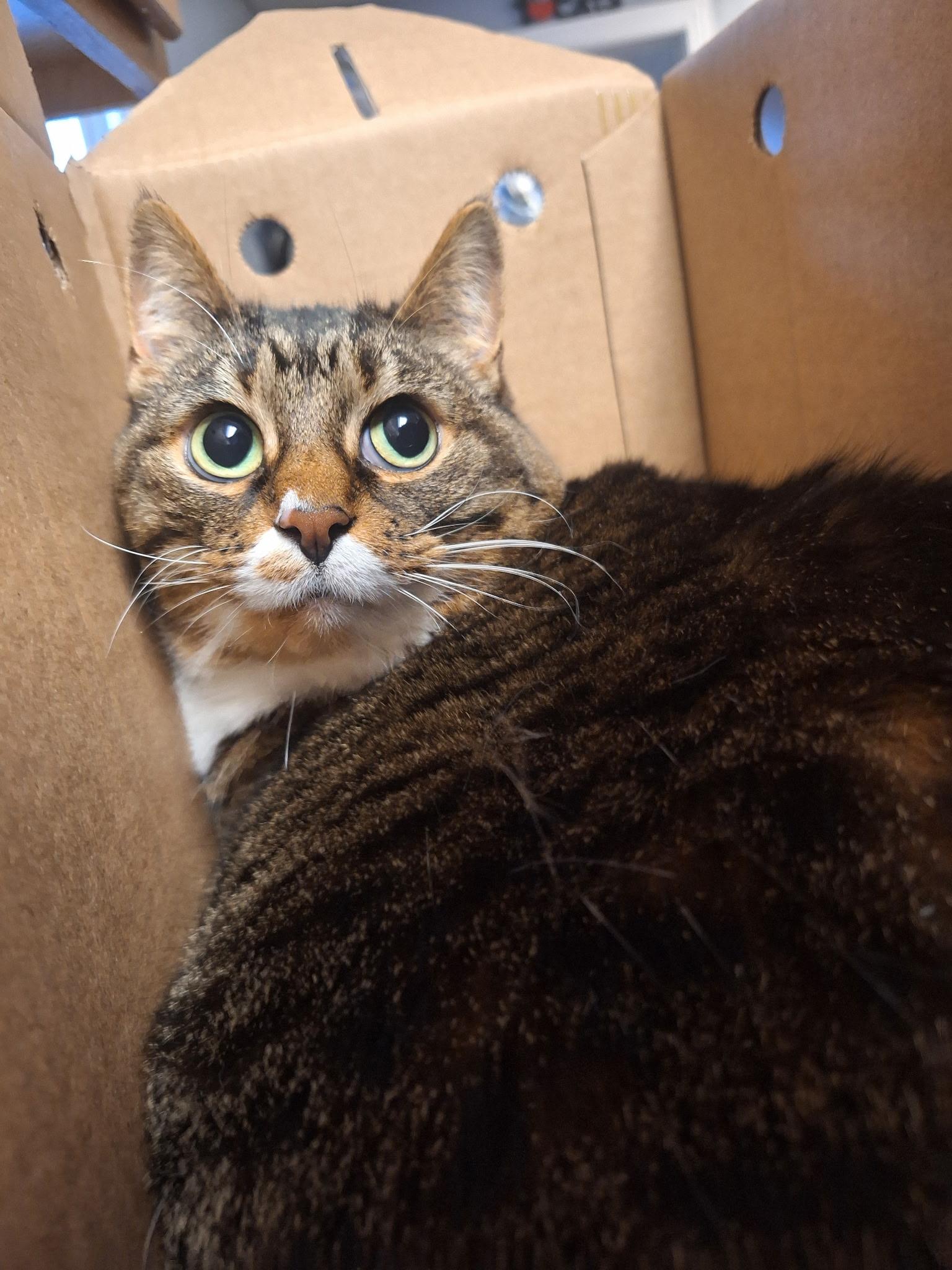 Theona, an adoptable Domestic Long Hair Mix in Anderson, IN_image-1