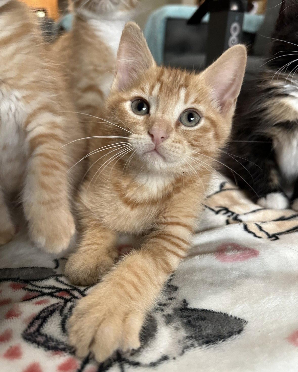 Mustard, Adopted, Kitten Male Domestic Short Hair.