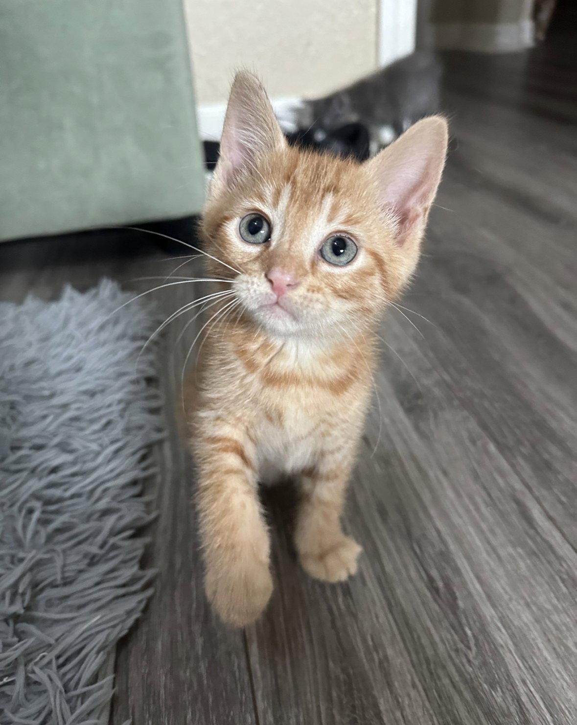 Mustard, a Adopted Domestic Short Hair in Rosenberg, TX image 2/3