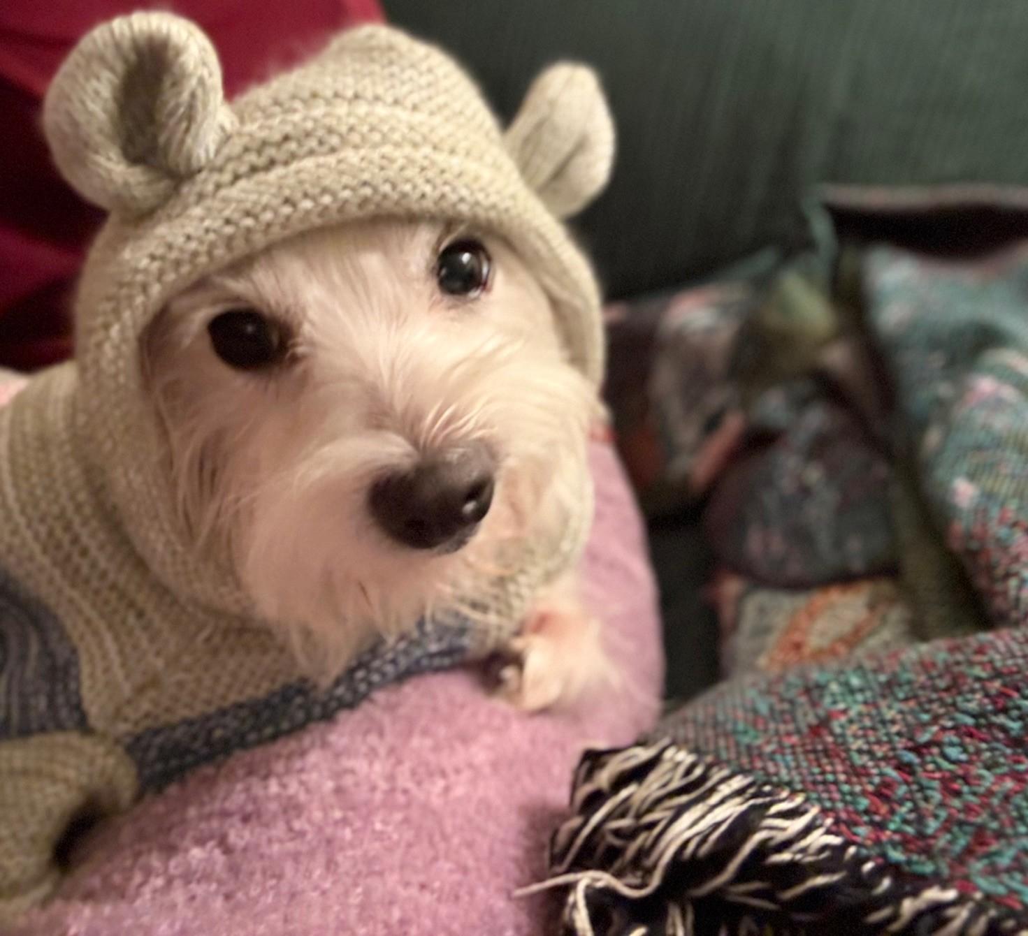 Enlarge Sweetpea, an adopted Border Terrier in Studio City, CA image 2/3