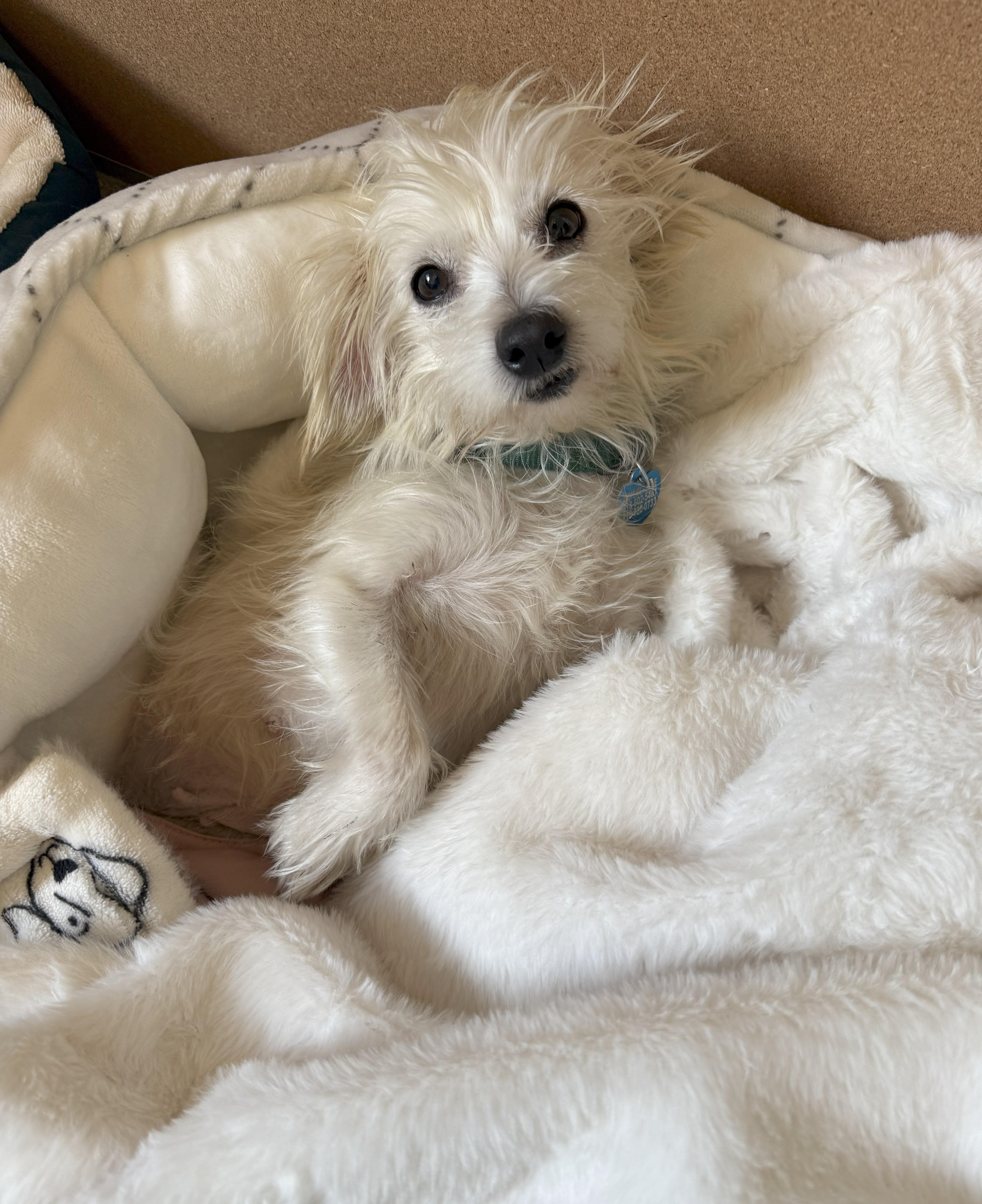 Enlarge Sweetpea, an adopted Border Terrier in Studio City, CA image 3/3