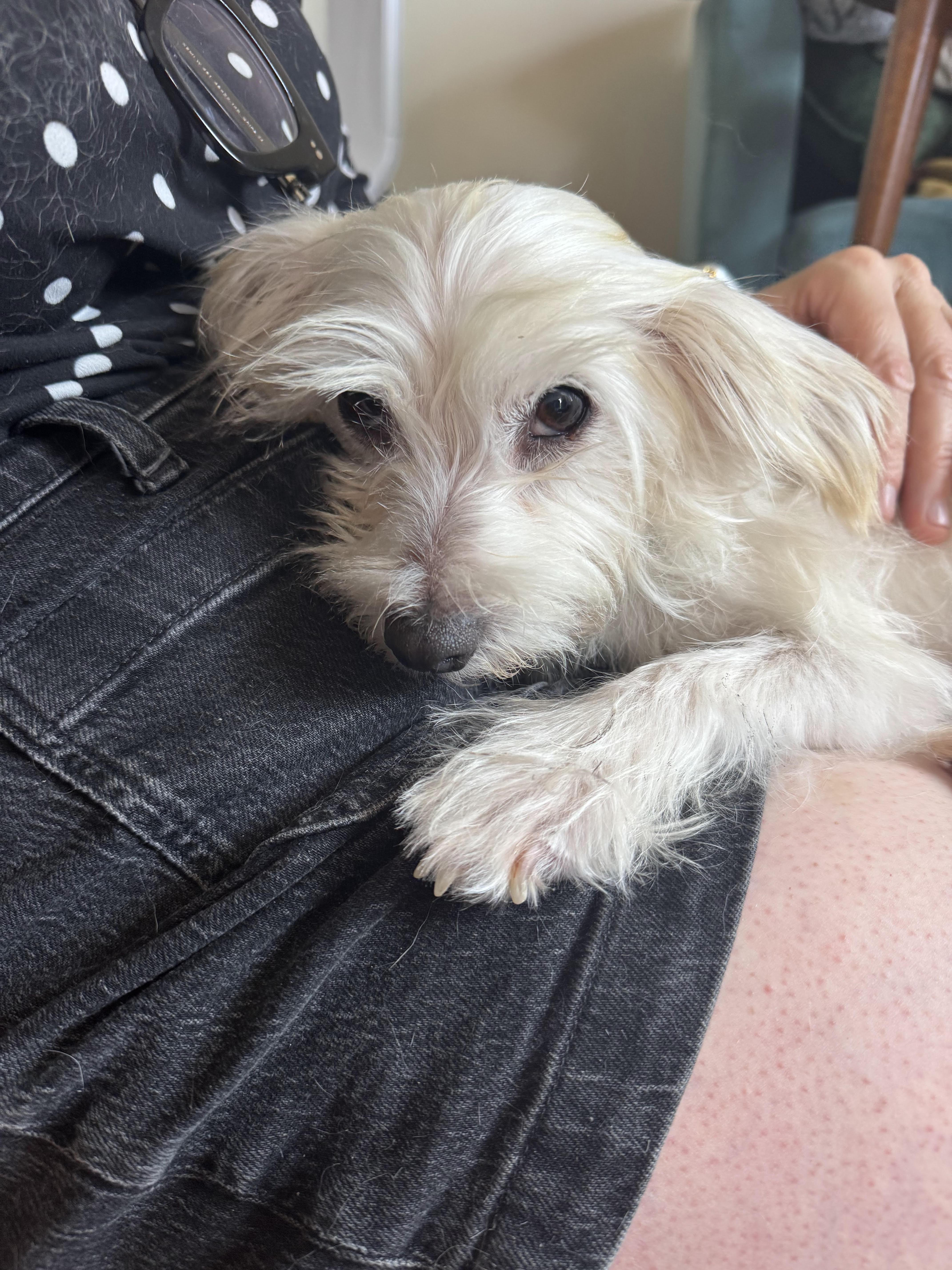 Sweetpea, adopted, Adult Female Border Terrier.