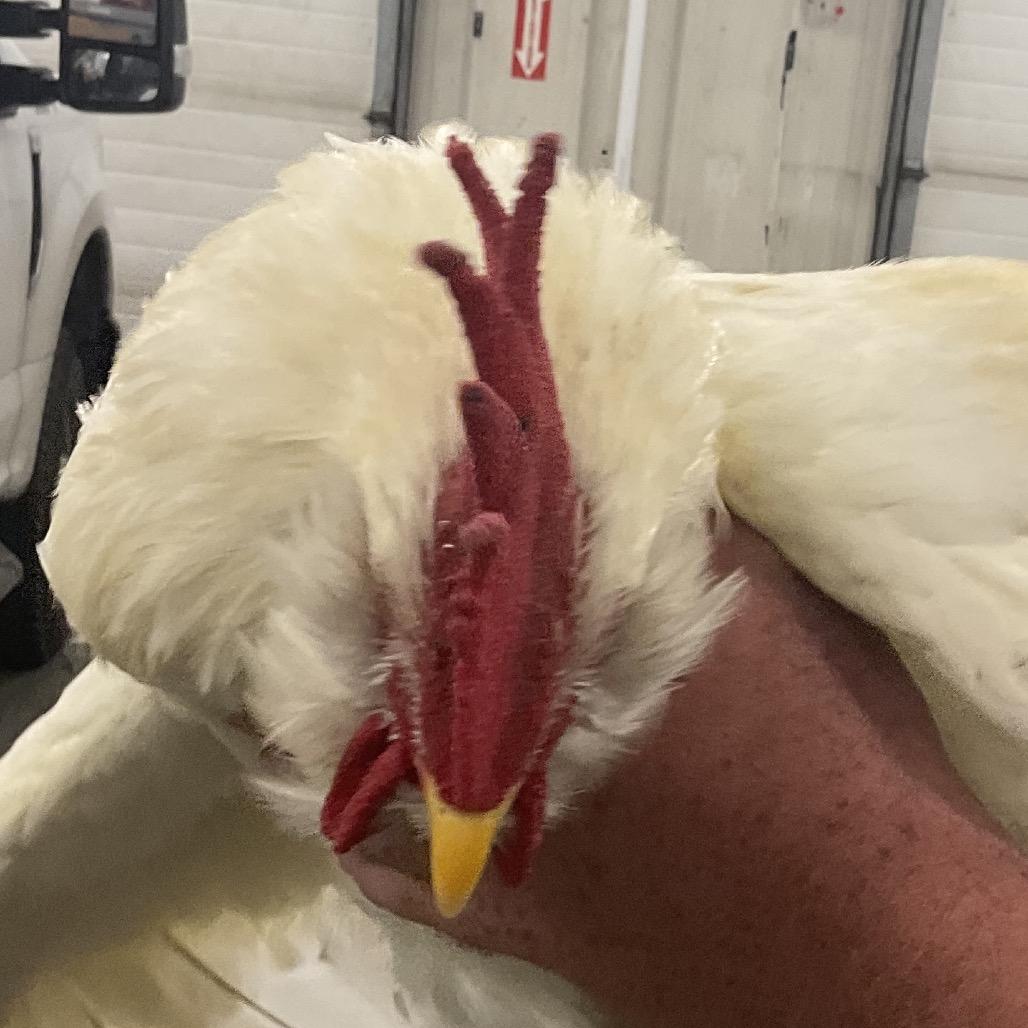Rooster 3, Adoptable, Young Male Chicken.