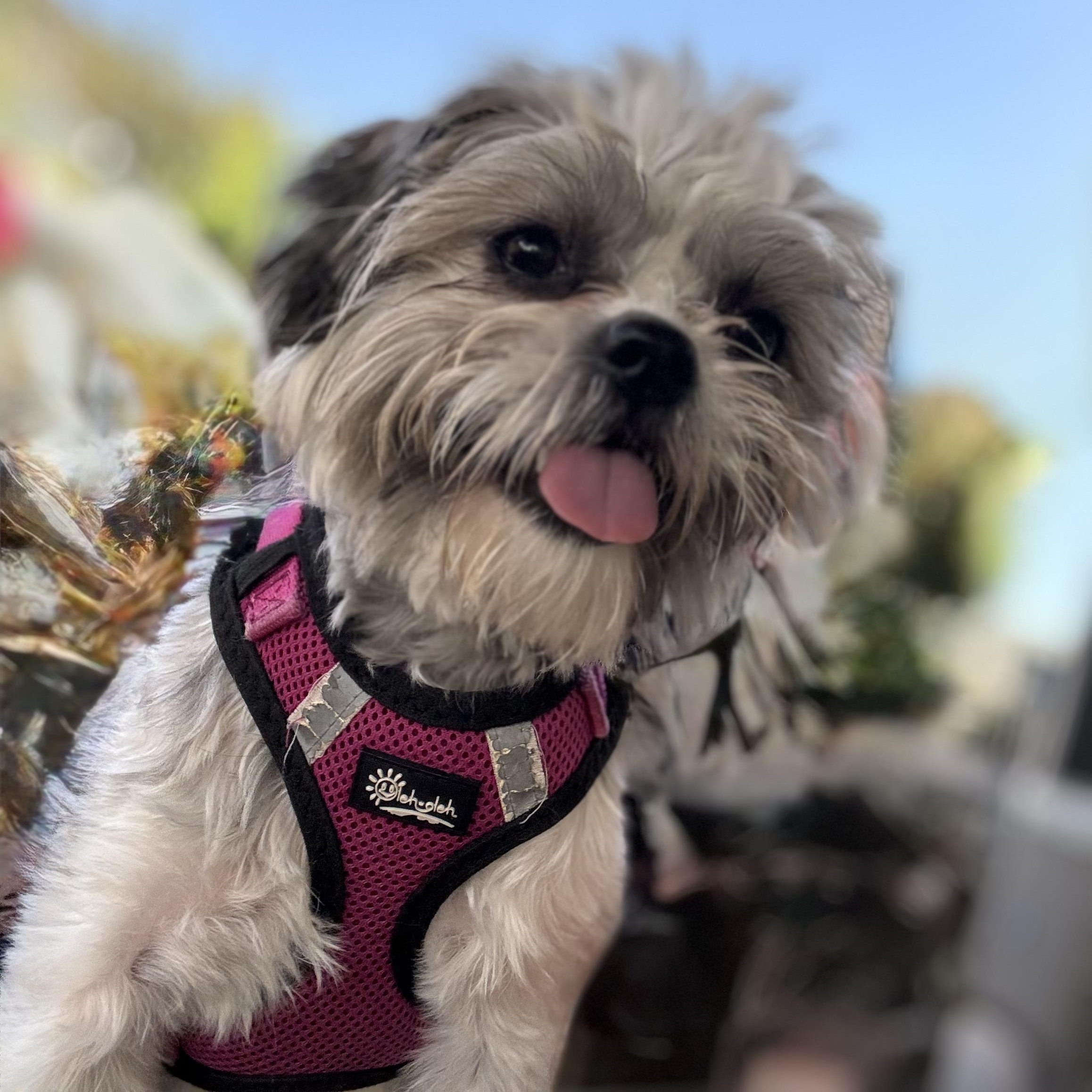 Enlarge Ms. Gorgeous Lili, an adopted mixed breed in Ridgefield, WA image 2/6
