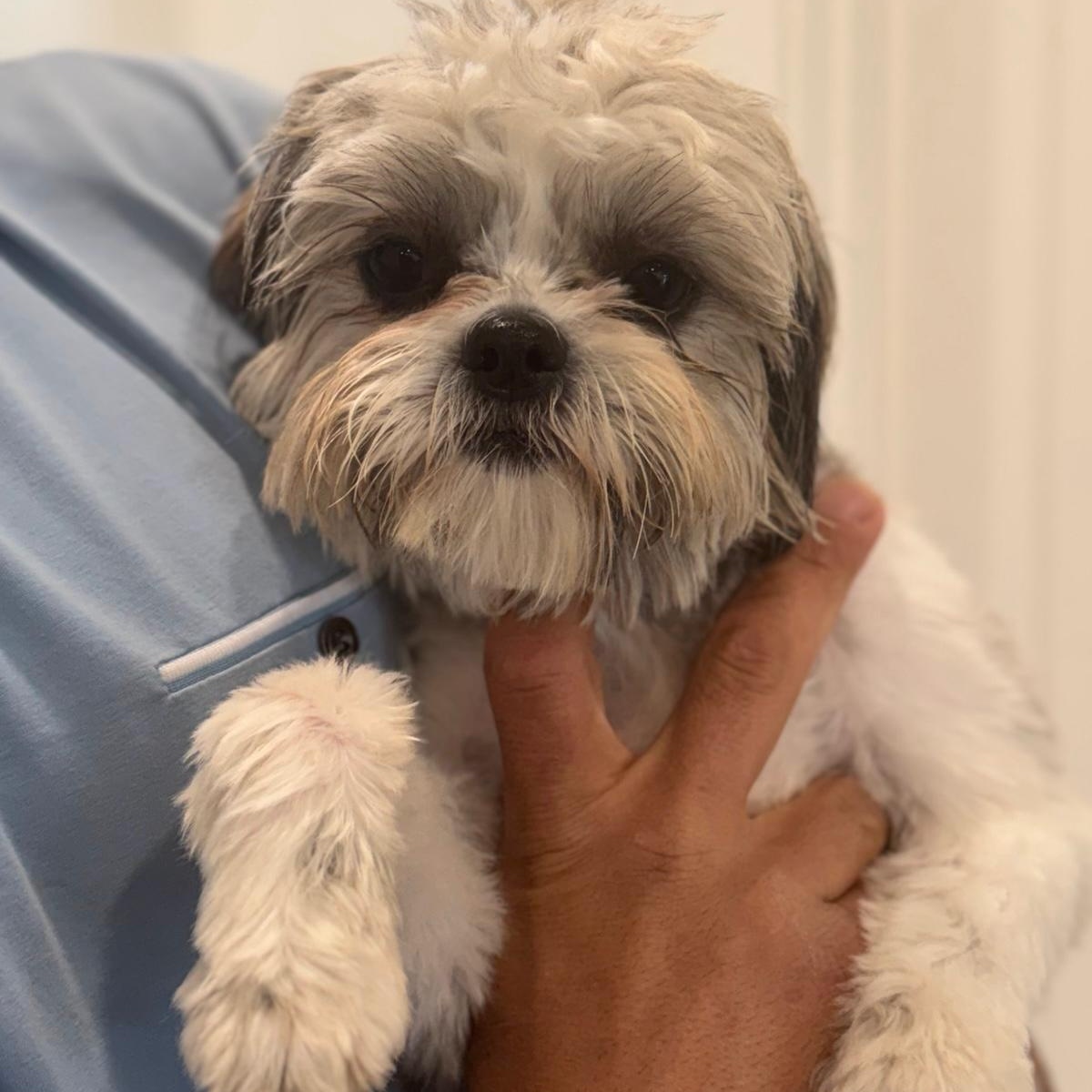Enlarge Ms. Gorgeous Lili, an adopted mixed breed in Ridgefield, WA image 5/6
