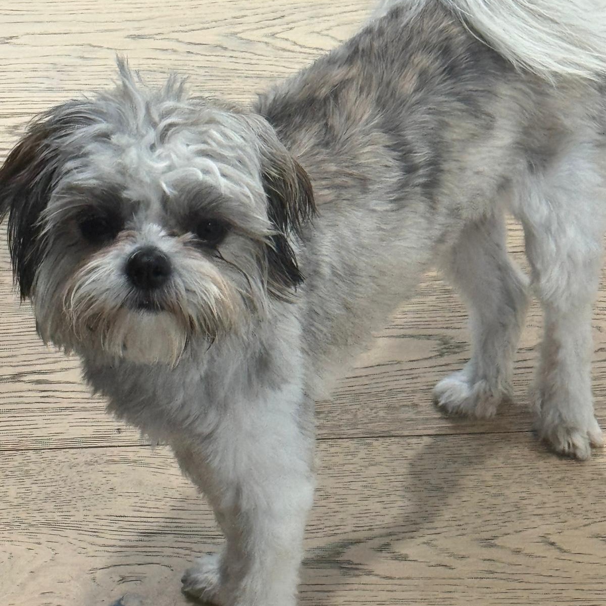 Enlarge Ms. Gorgeous Lili, an adopted mixed breed in Ridgefield, WA image 4/6