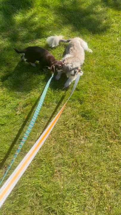 Enlarge Ms. Gorgeous Lili, an adopted mixed breed in Ridgefield, WA video 6/6