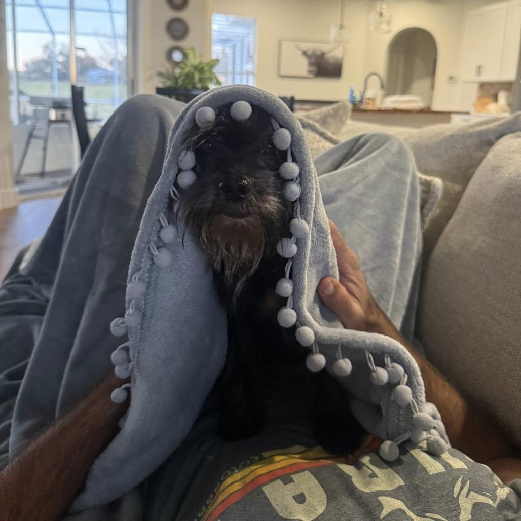 Merit, Adoptable, Senior Male Yorkshire Terrier & Mixed Breed.