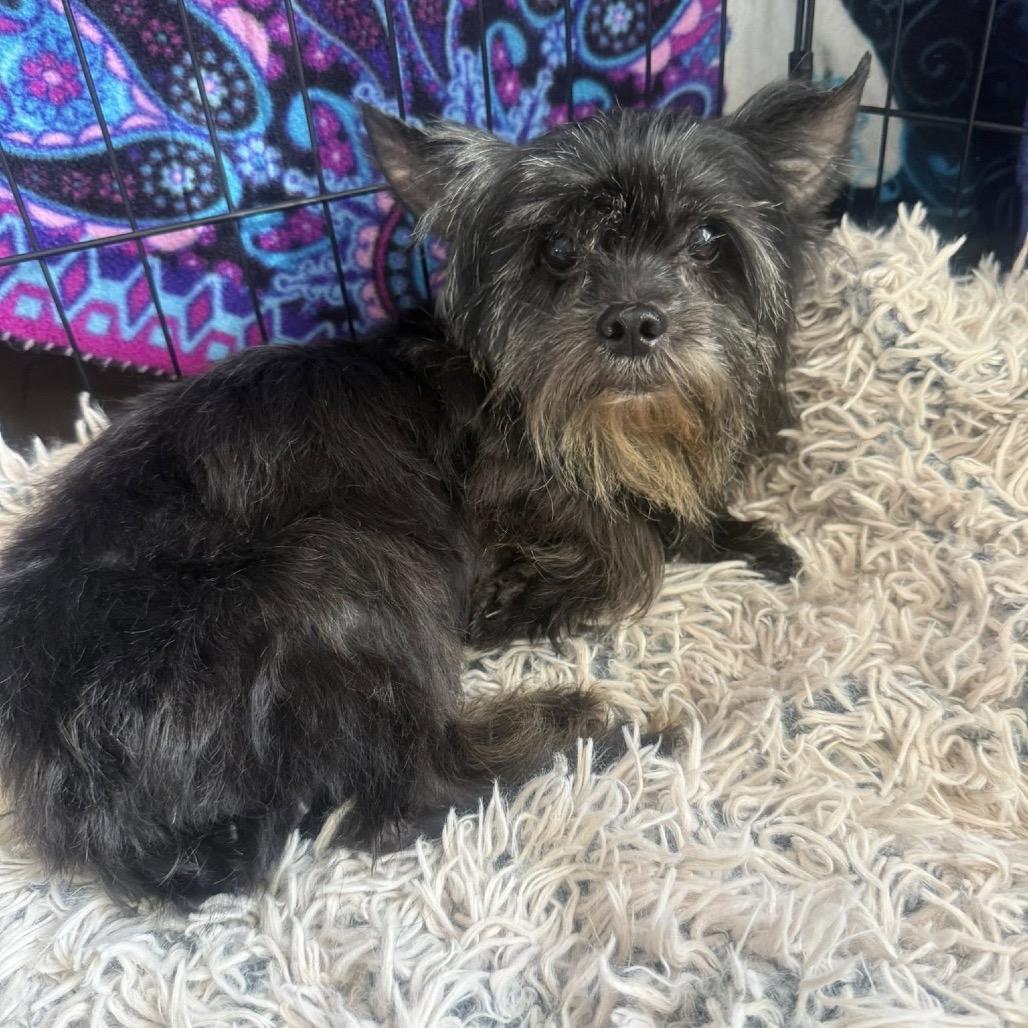 Enlarge Merit, a Adoptable mixed breed in Lutz, FL image 2/6