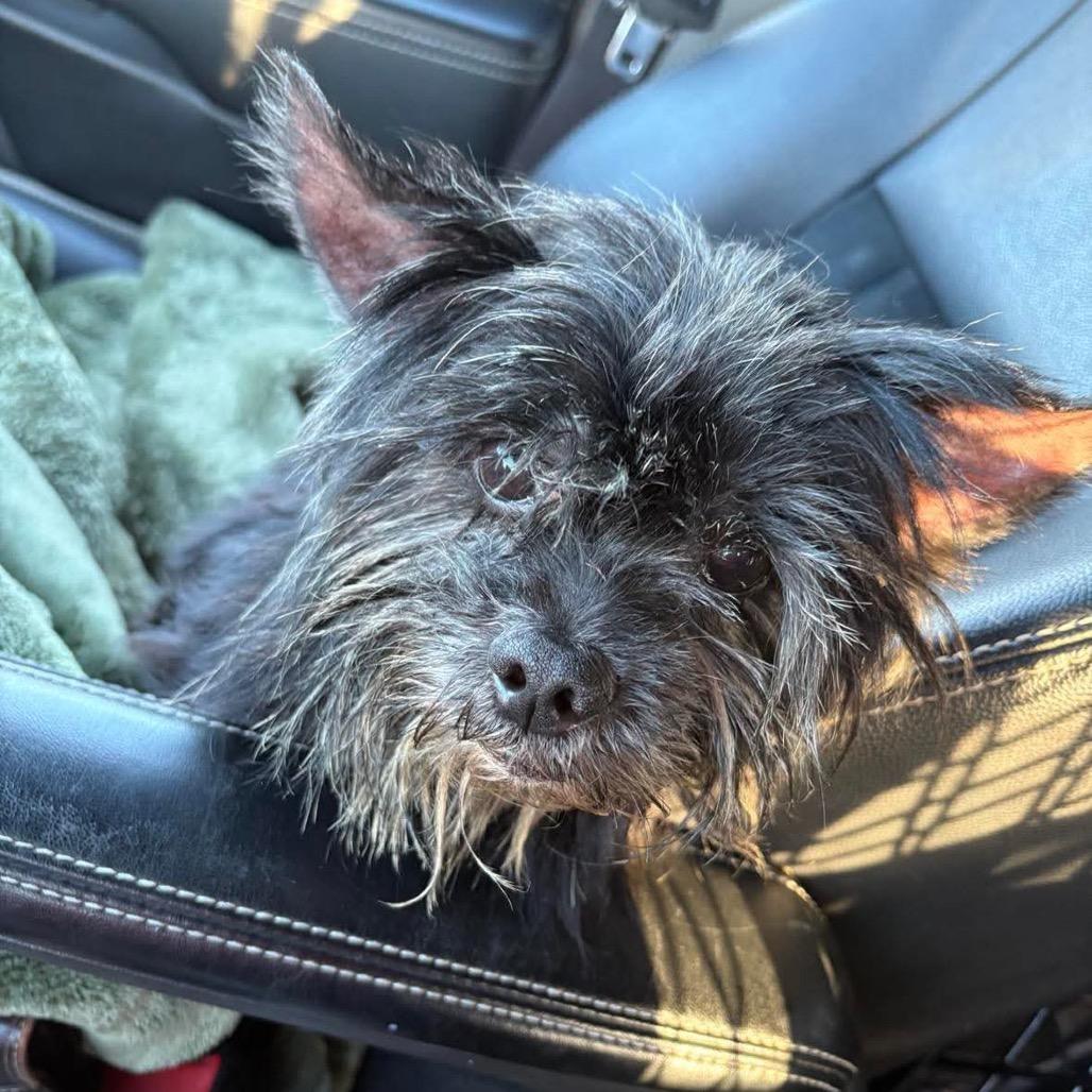 Enlarge Merit, a Adoptable mixed breed in Lutz, FL image 3/6