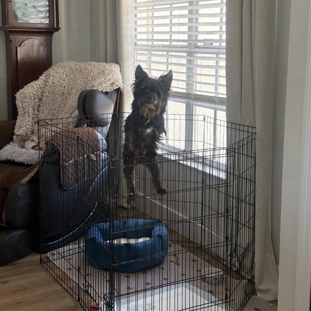 Enlarge Merit, a Adoptable mixed breed in Lutz, FL image 4/6