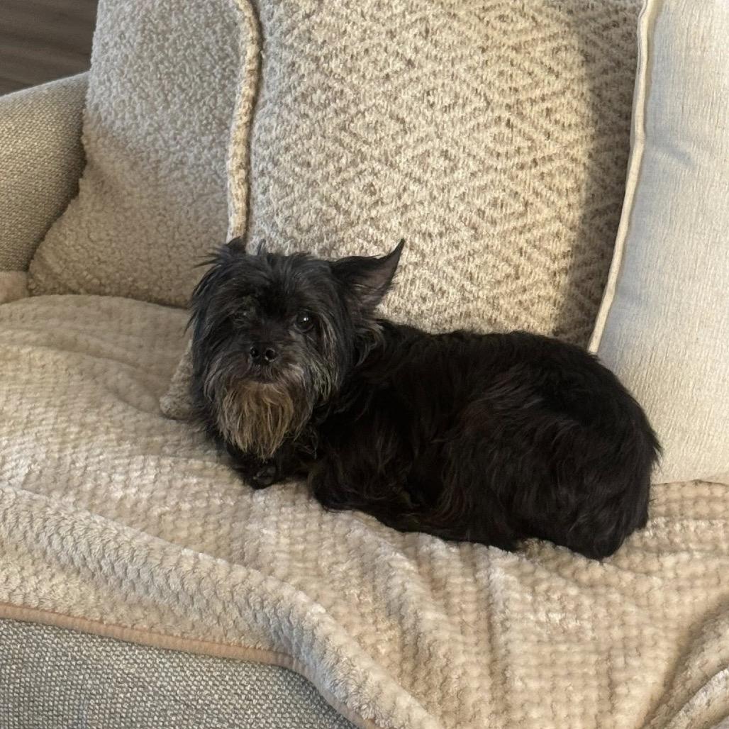 Enlarge Merit, a Adoptable mixed breed in Lutz, FL image 5/6