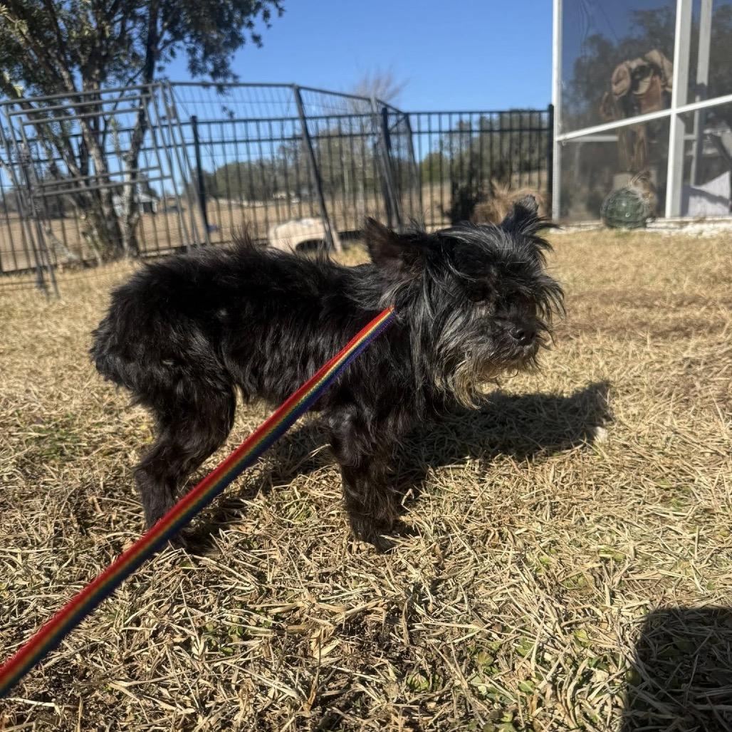 Enlarge Merit, a Adoptable mixed breed in Lutz, FL image 6/6