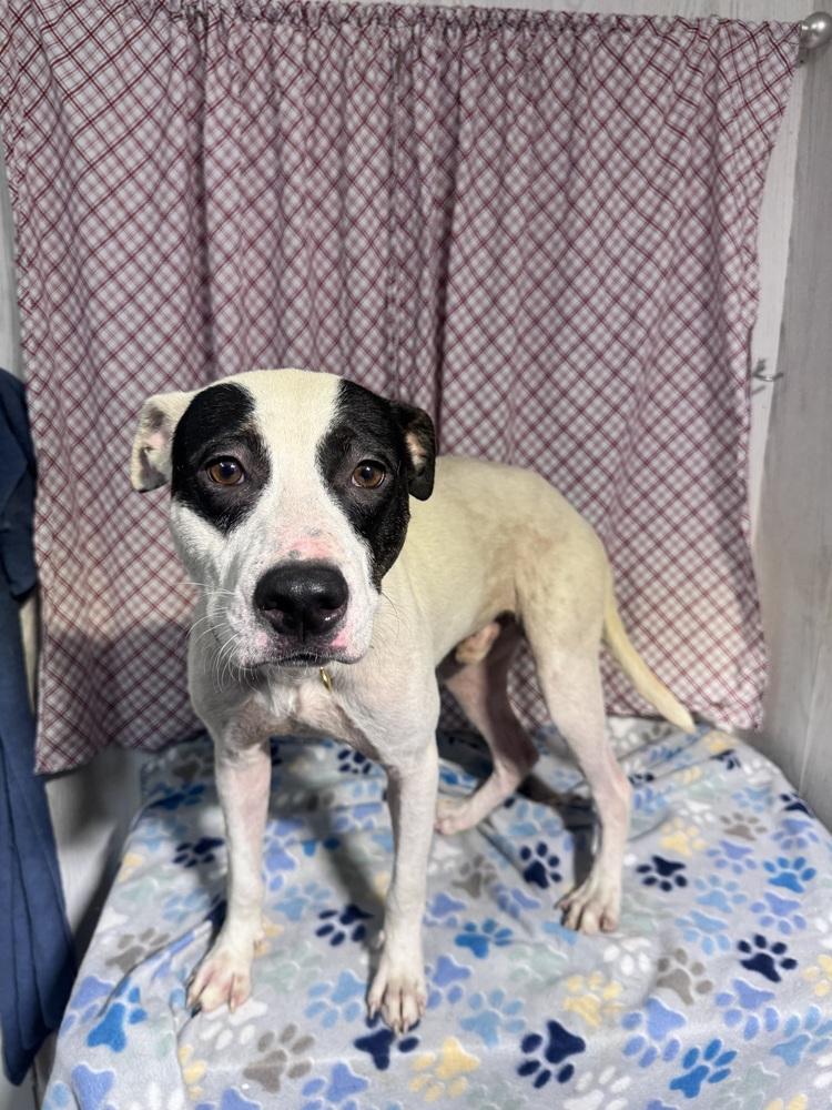 Enlarge ASTRAEUS, a Adoptable mixed breed in Opelousas, LA image 1/3