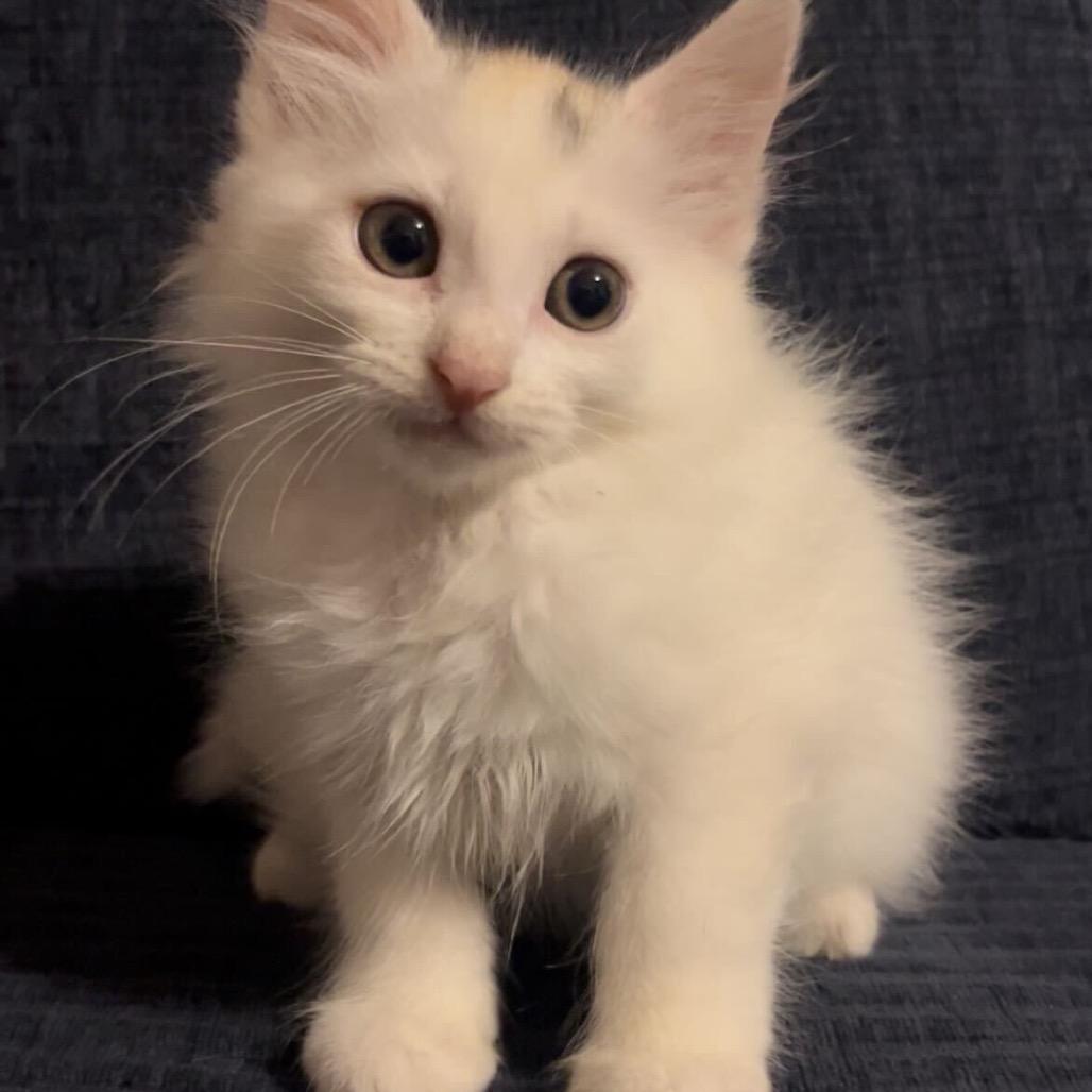 Taylor, Adoptable, Kitten Female Domestic Medium Hair.