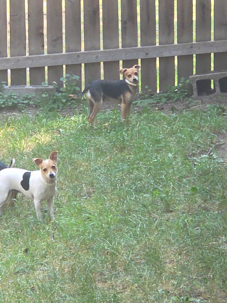 Josie, Adoptable, Young Female Chihuahua & Smooth Fox Terrier.