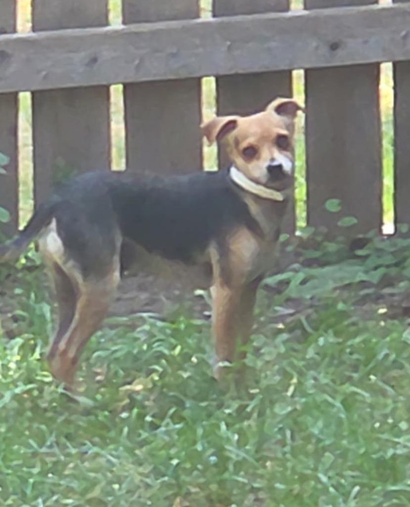 Enlarge Josie, a Adoptable mixed breed in Thompson Falls, MT image 2/2