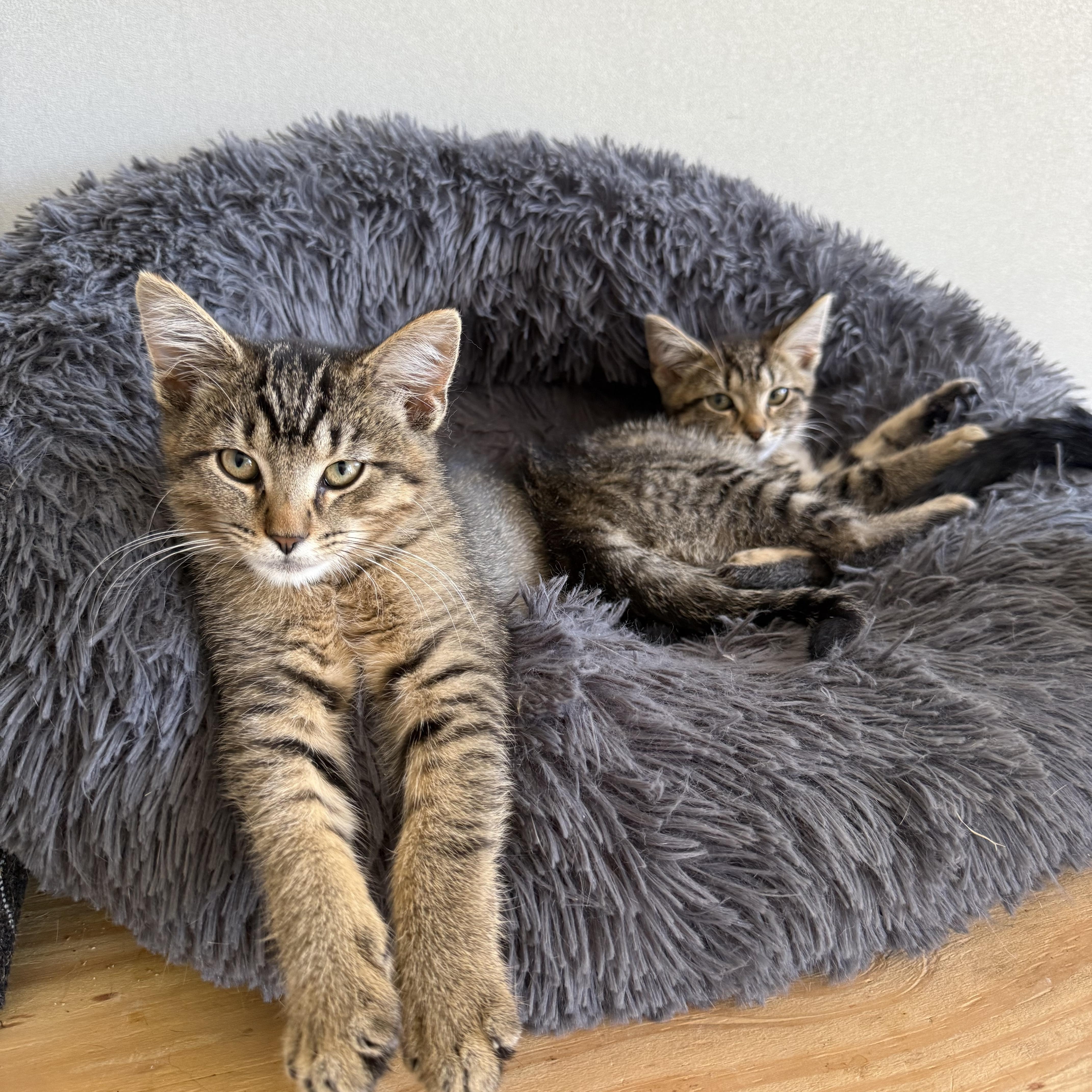 Enlarge Stitch and Lilo (Bonded pair), a Adoptable Domestic Short Hair in Oak Park, MI image 3/4