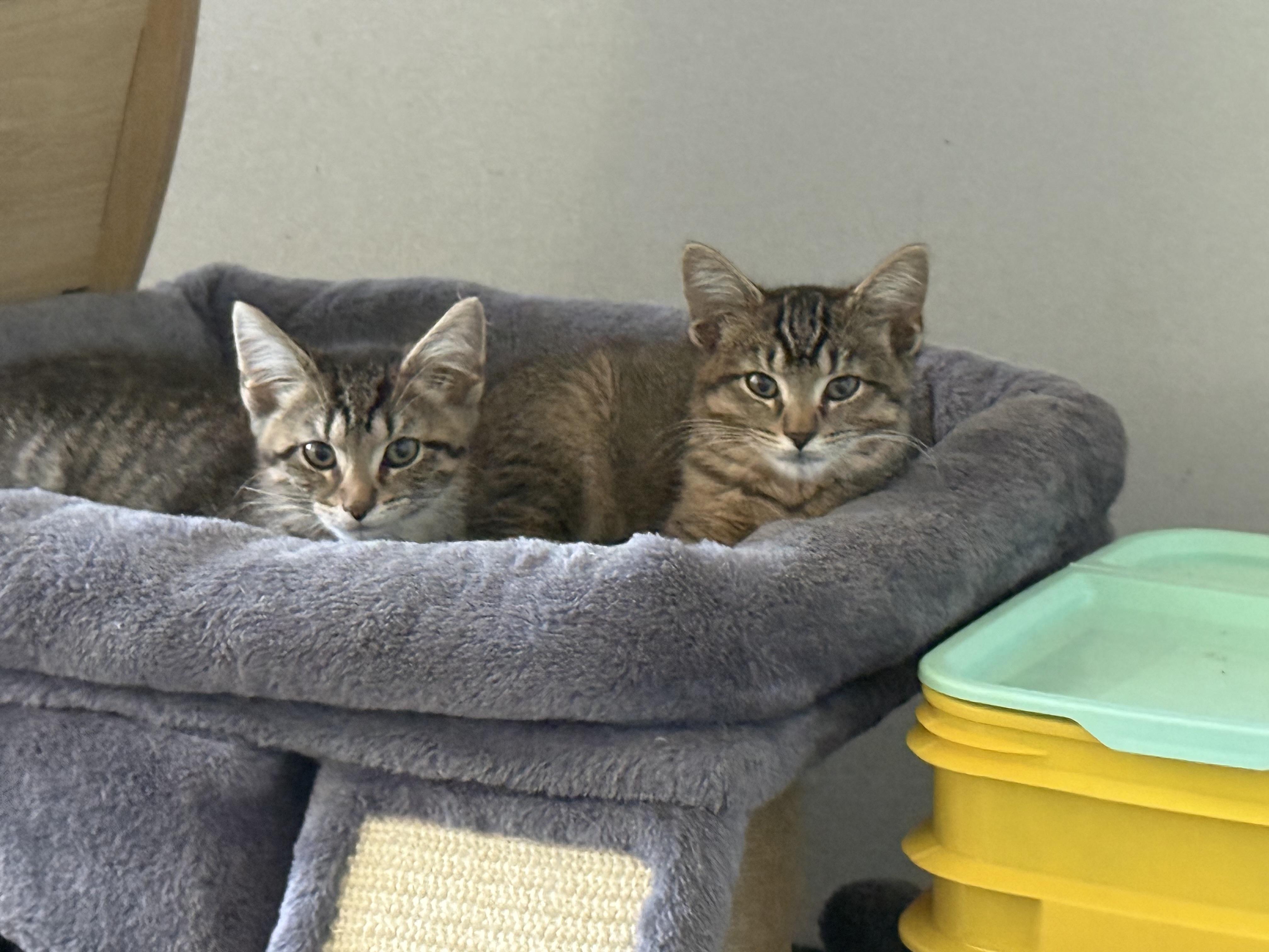 Enlarge Stitch and Lilo (Bonded pair), a Adoptable Domestic Short Hair in Oak Park, MI image 4/4