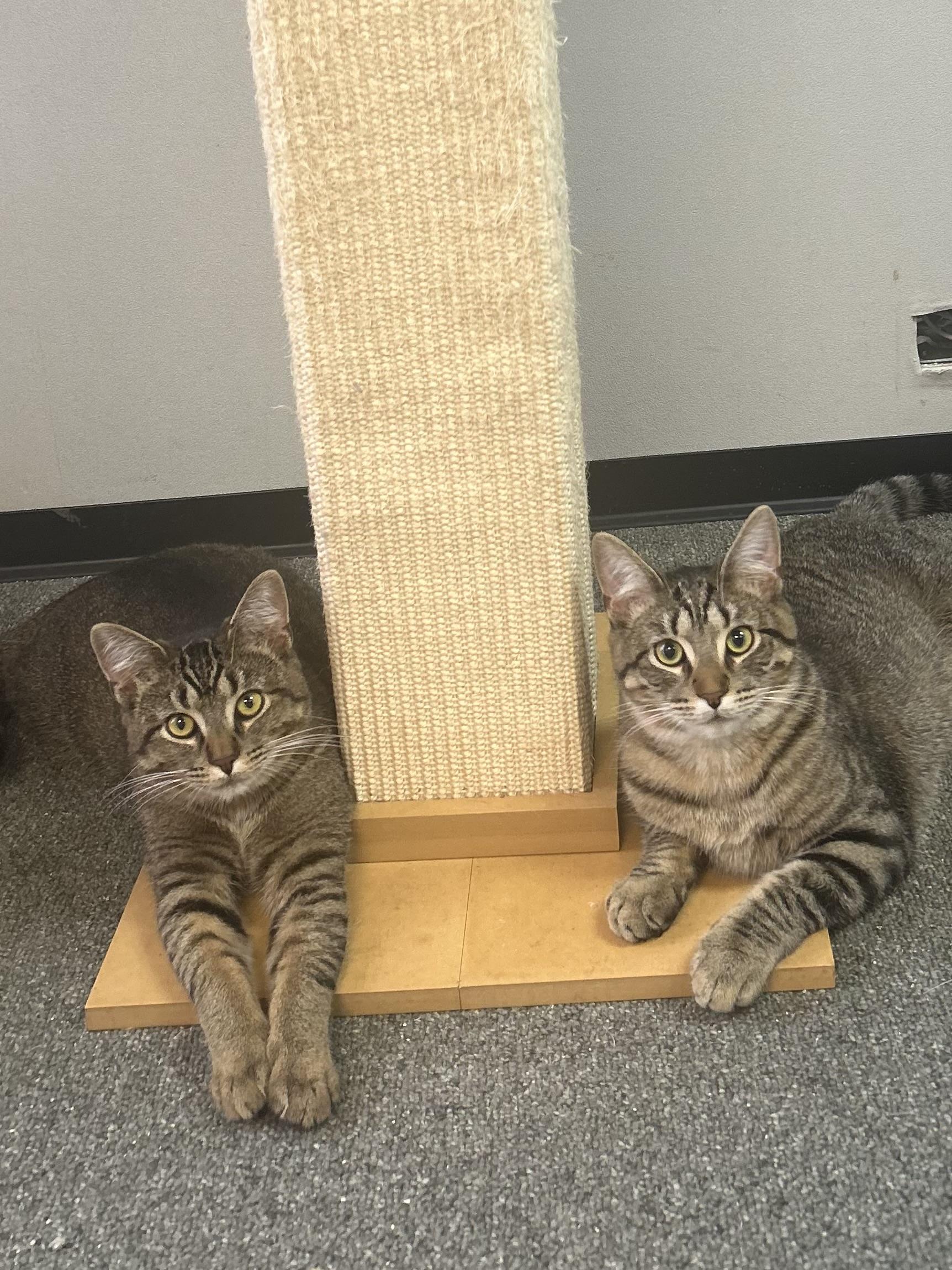 Enlarge Stitch and Lilo (Bonded pair), an adoptable Domestic Short Hair in Oak Park, MI image 1/5