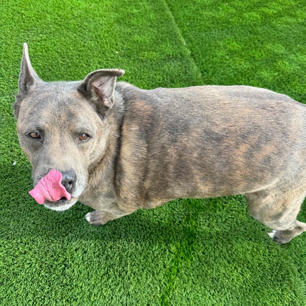 Buster aka saint, Adoptable, Senior Male Boxer & Shepherd.