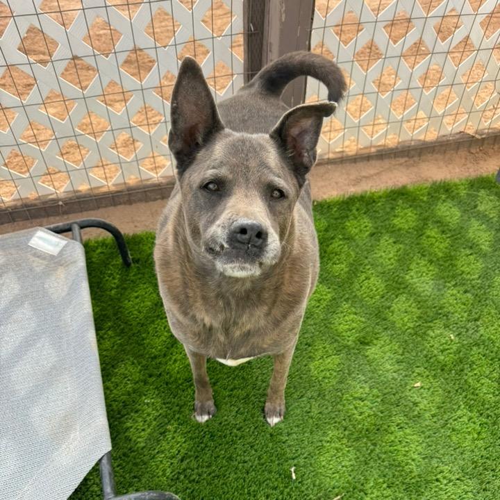 Buster aka saint, a Adoptable mixed breed in Phoenix, AZ image 2/4