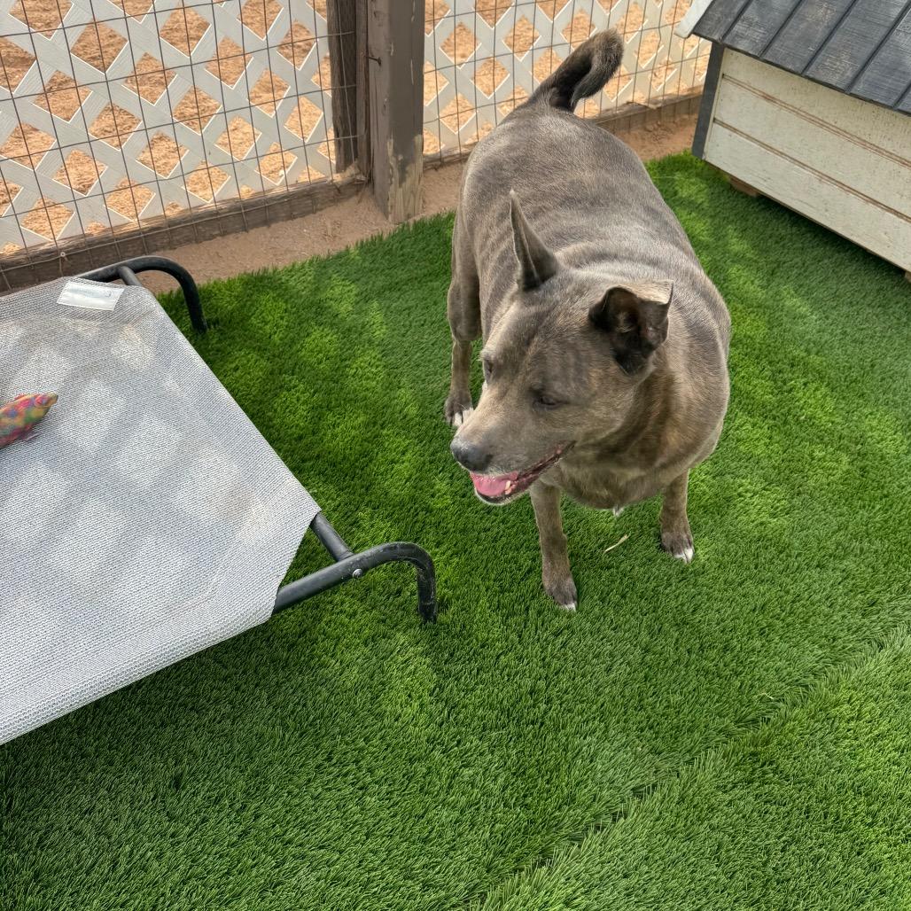 Buster aka saint, a Adoptable mixed breed in Phoenix, AZ image 3/4