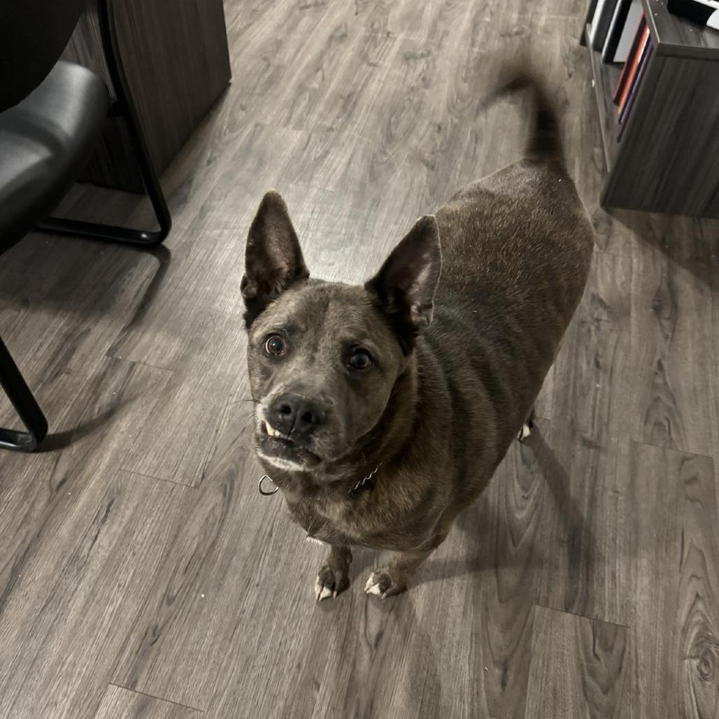 Buster aka saint, a Adoptable mixed breed in Phoenix, AZ image 4/4