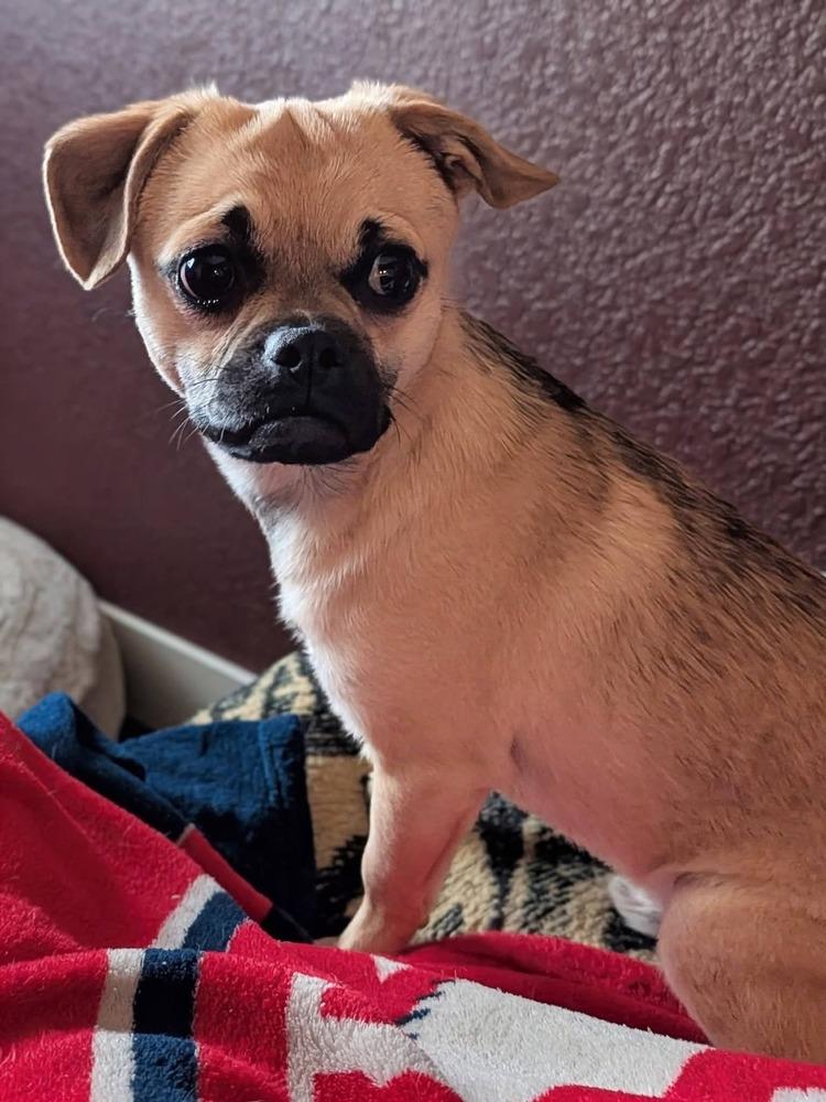 Stuart, Adoptable, Puppy Male Pug & Chihuahua.