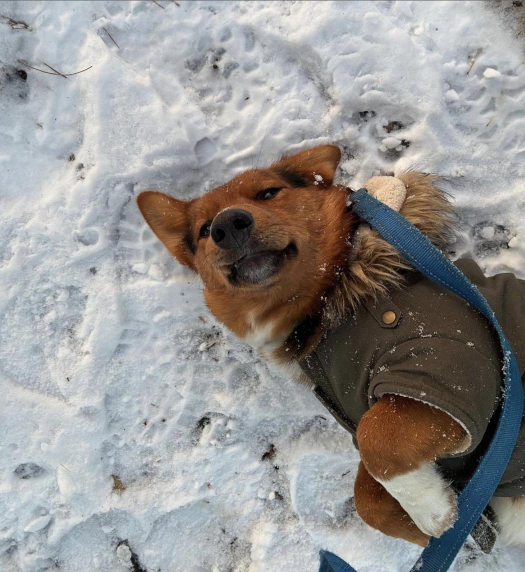 Marcus, adopted, Young Male Mixed Breed.
