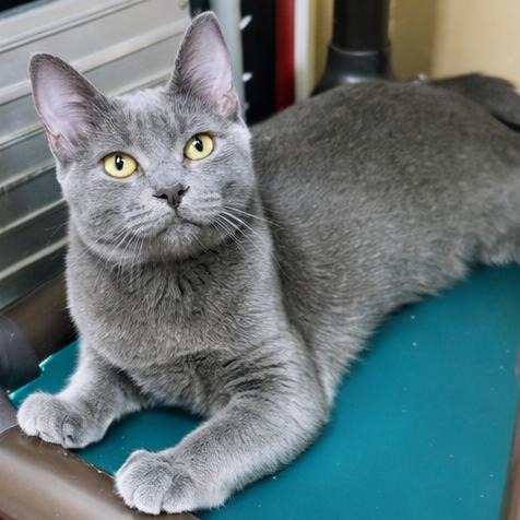 Pacific, Adoptable, Young Female Domestic Medium Hair.