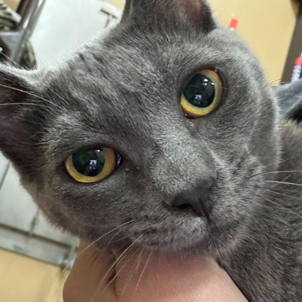 Enlarge Pacific, a Adoptable Domestic Medium Hair in Long Beach, CA image 2/6