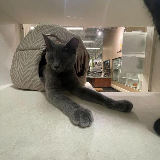 Pacific, Adoptable, Young Female Domestic Medium Hair.