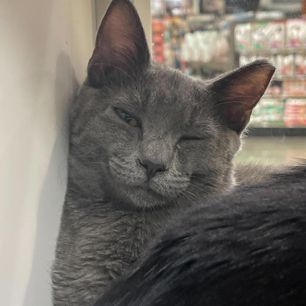 Enlarge Pacific, a Adoptable Domestic Medium Hair in Long Beach, CA image 2/6