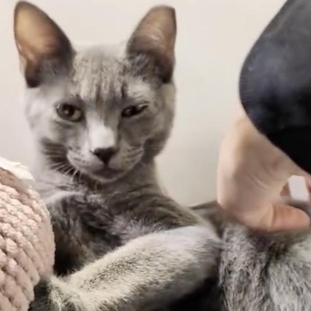 Enlarge Pacific, a Adoptable Domestic Medium Hair in Long Beach, CA image 3/6