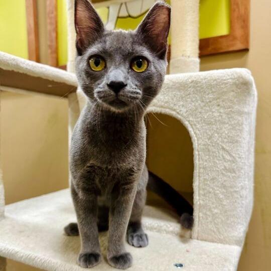 Enlarge Pacific, a Adoptable Domestic Medium Hair in Long Beach, CA image 3/6