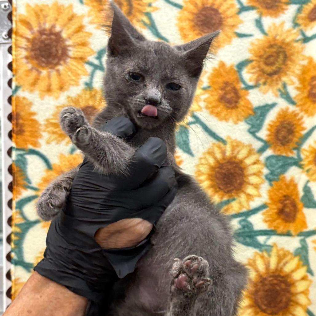 Enlarge Pacific, a Adoptable Domestic Medium Hair in Long Beach, CA image 4/6