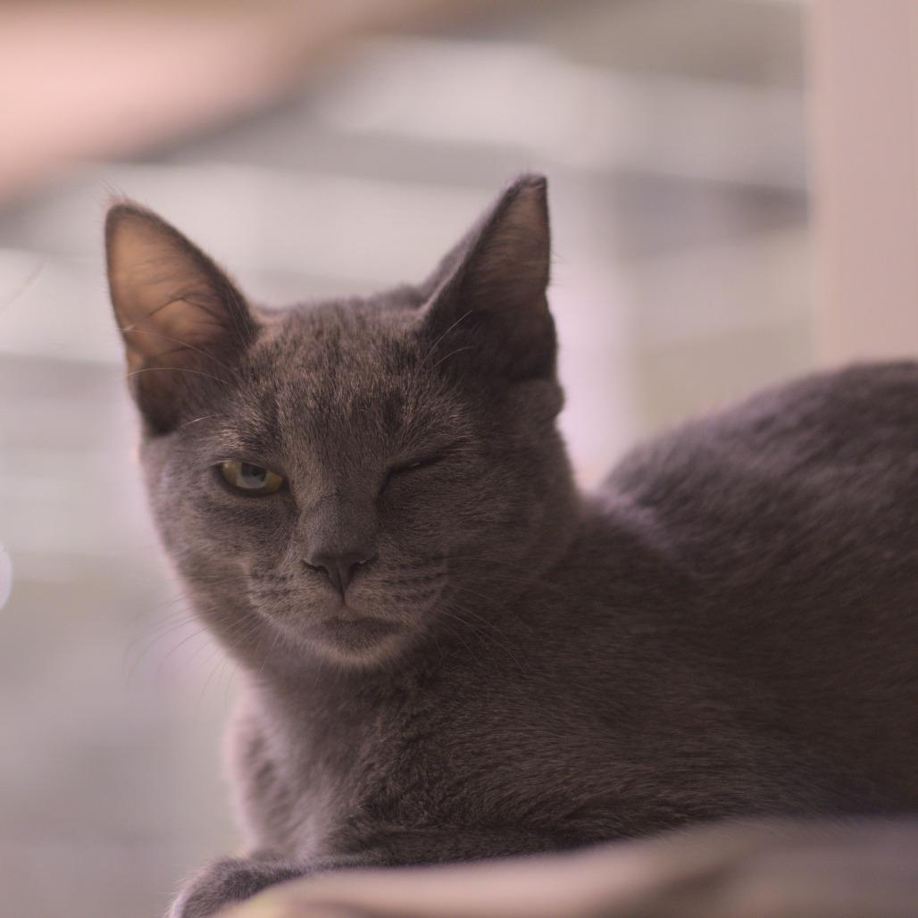 Enlarge Pacific, a Adoptable Domestic Medium Hair in Long Beach, CA image 5/6