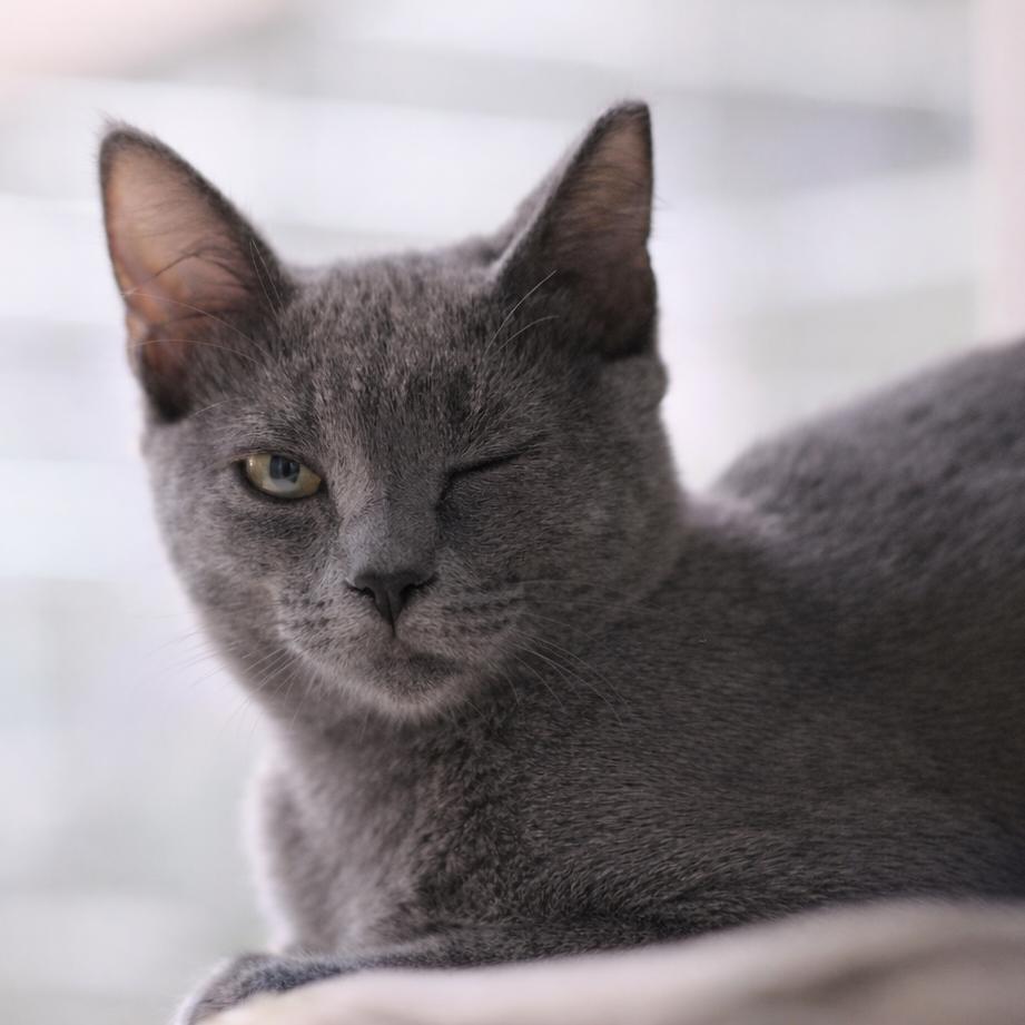 Enlarge Pacific, a Adoptable Domestic Medium Hair in Long Beach, CA image 4/6