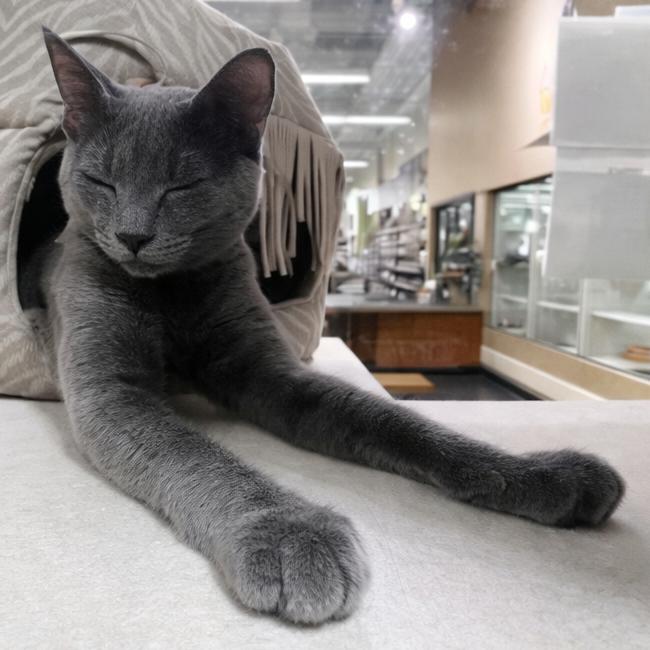 Enlarge Pacific, a Adoptable Domestic Medium Hair in Long Beach, CA image 5/6