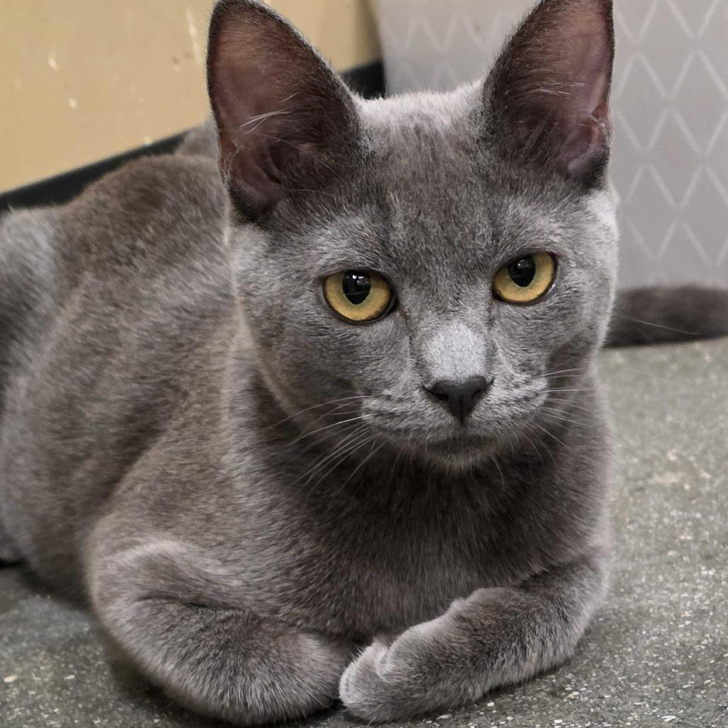 Enlarge Pacific, a Adoptable Domestic Medium Hair in Long Beach, CA image 6/6