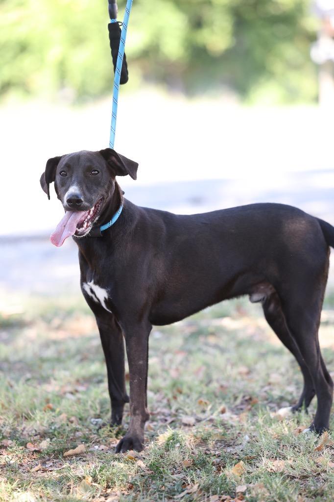 Huck, Adoptable, Young Male Labrador Retriever & Mixed Breed.