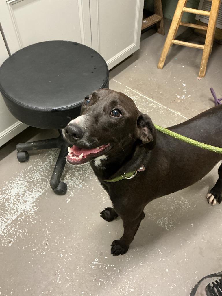Huck, Adoptable, Puppy Male Mixed Breed.
