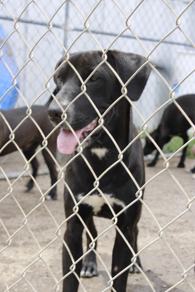 Enlarge Huck, a Adoptable mixed breed in Dyersburg, TN image 1/1