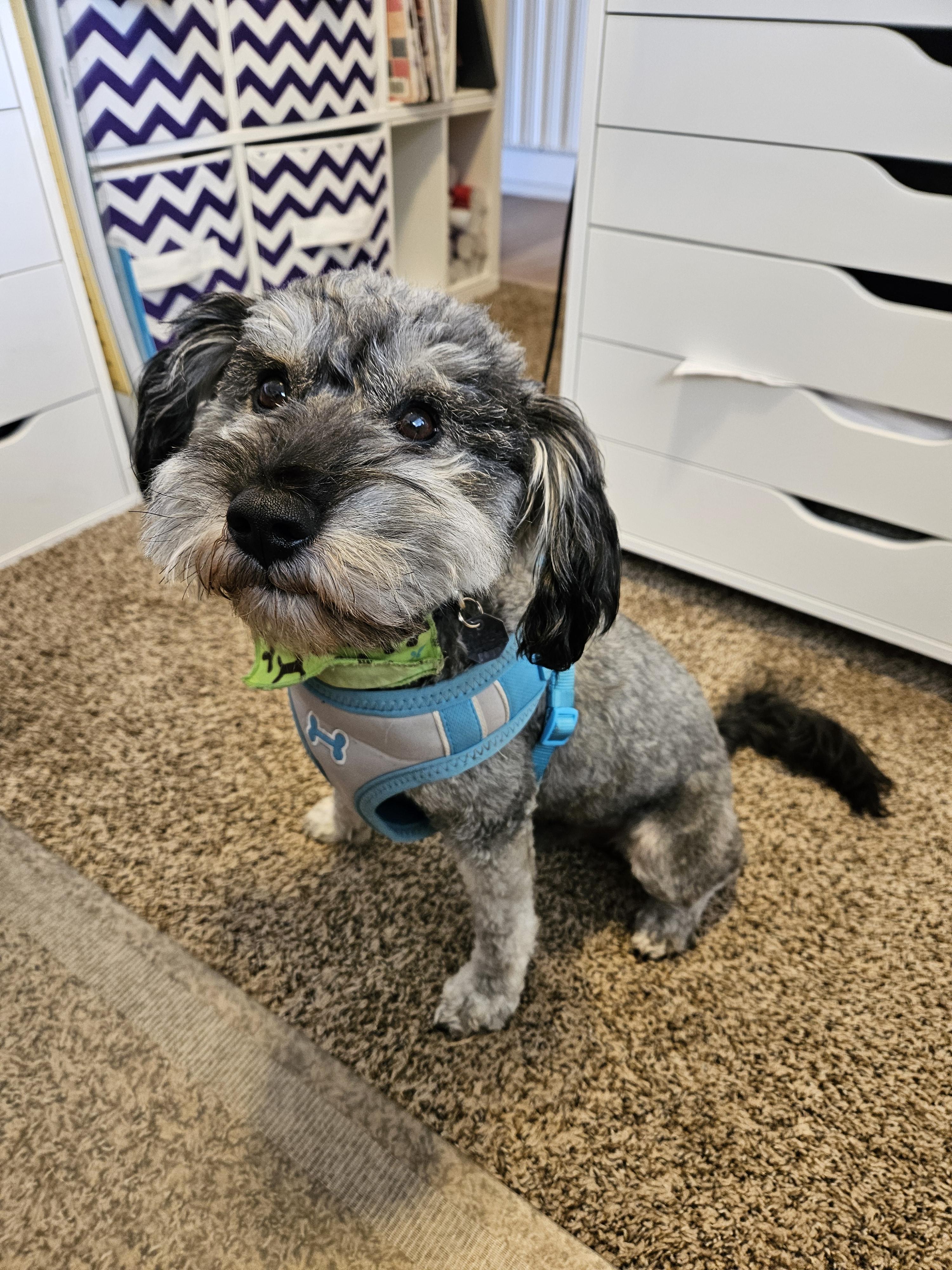 Bandit, an adoptable Miniature Schnauzer in Salt Lake City, UT image 3/4