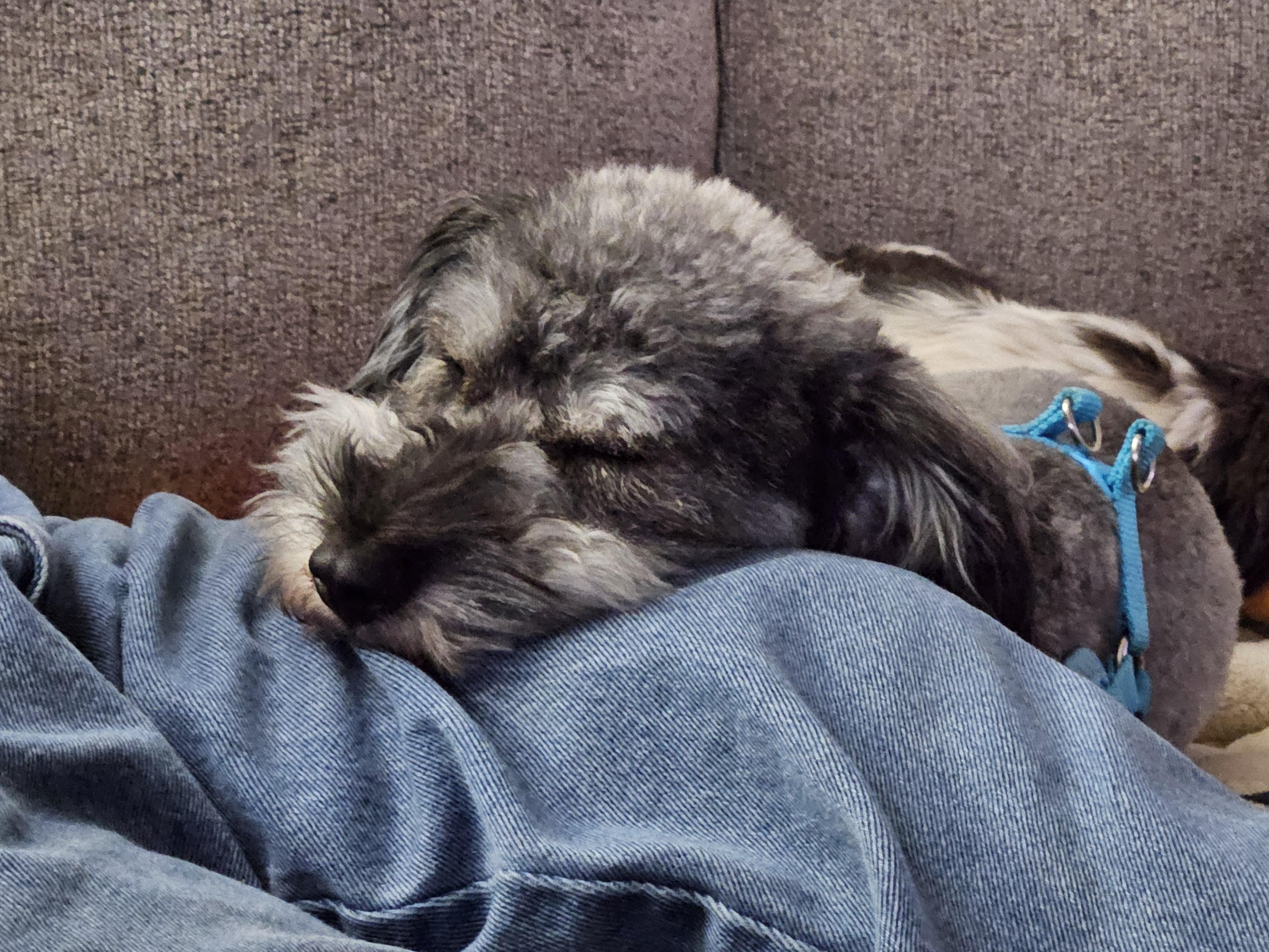 Bandit, an adoptable Miniature Schnauzer in Salt Lake City, UT image 2/4