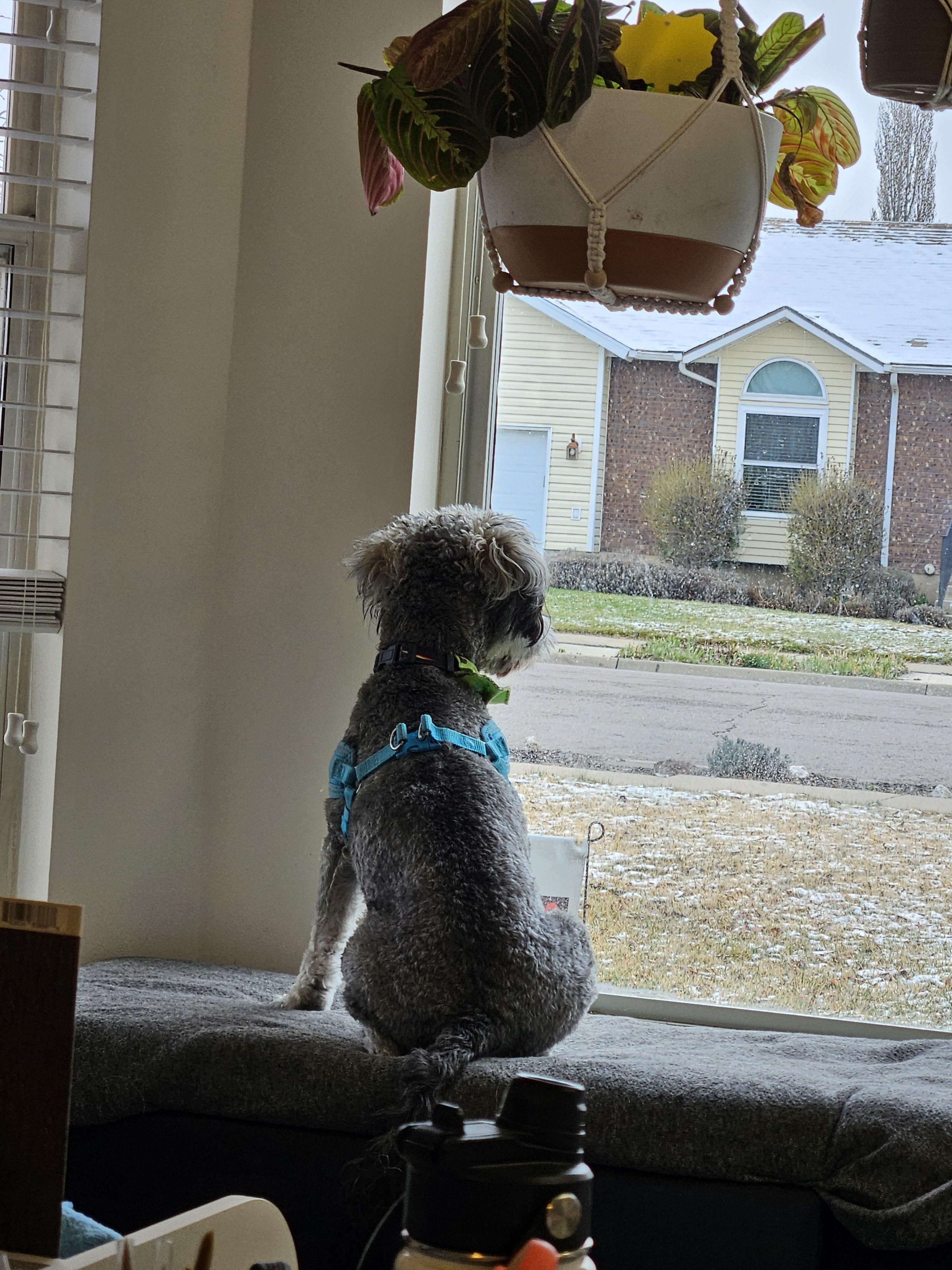 Bandit, an adoptable Miniature Schnauzer in Salt Lake City, UT image 4/4