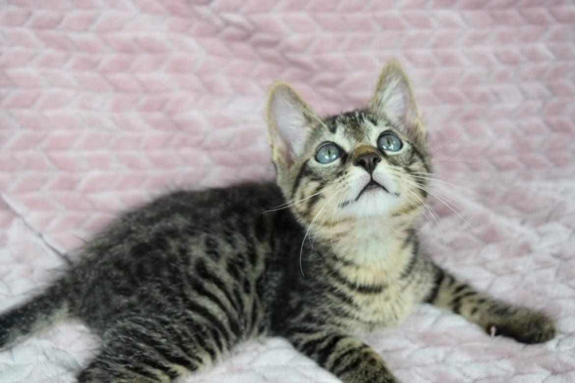 Gilligan, Adoptable, Kitten Male Tabby.