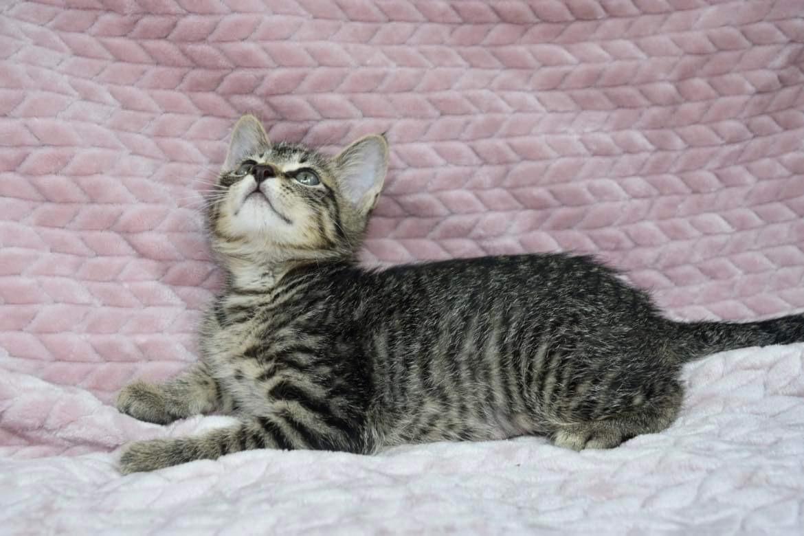 Gilligan, a Adoptable Tabby in Covington, LA image 5/6